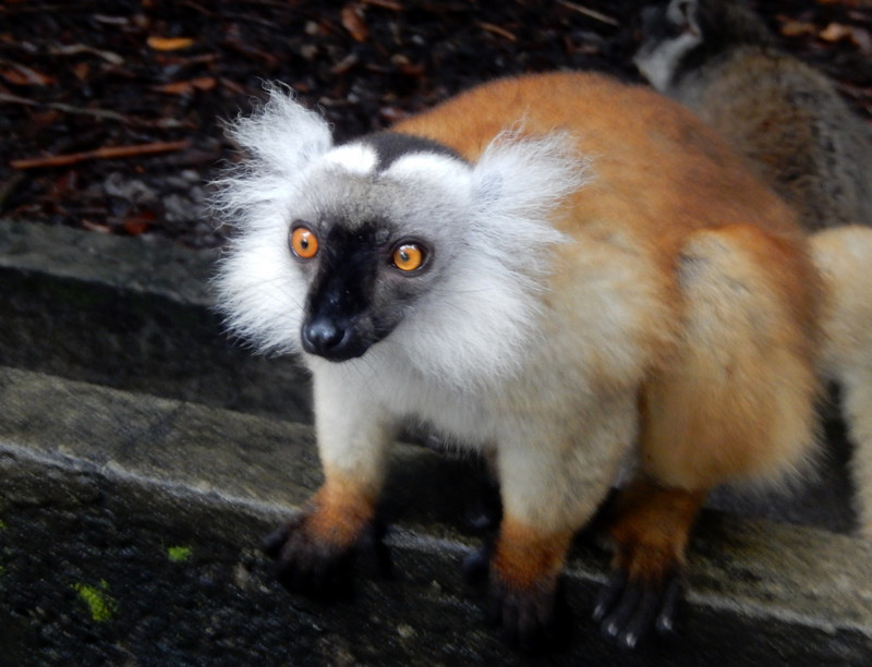 The Macaco Lemur
