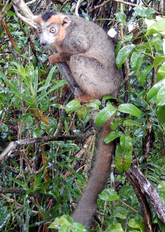 The Grey Crowned Bamboo Lemur