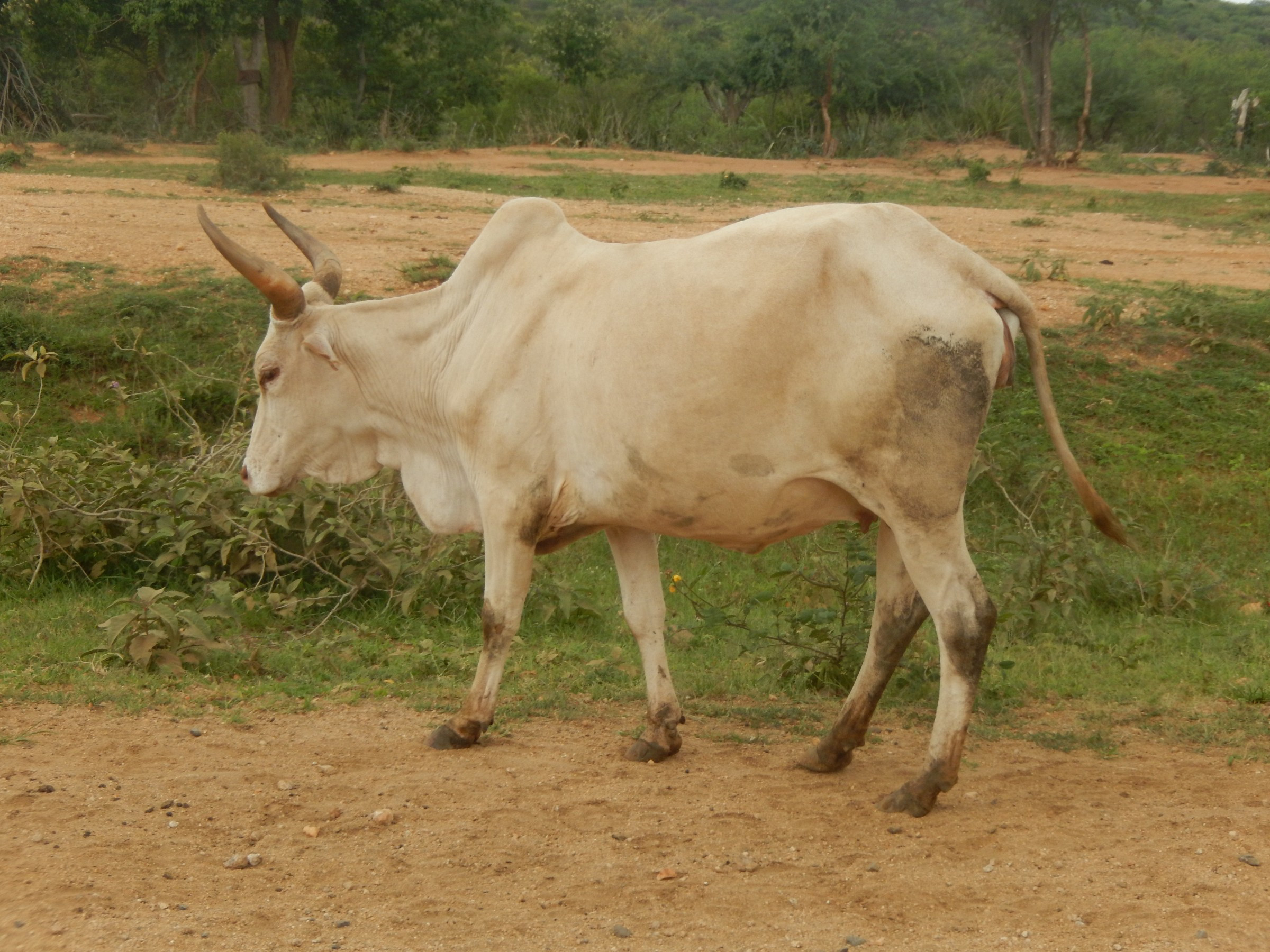 This is a Zebu ... | Photo