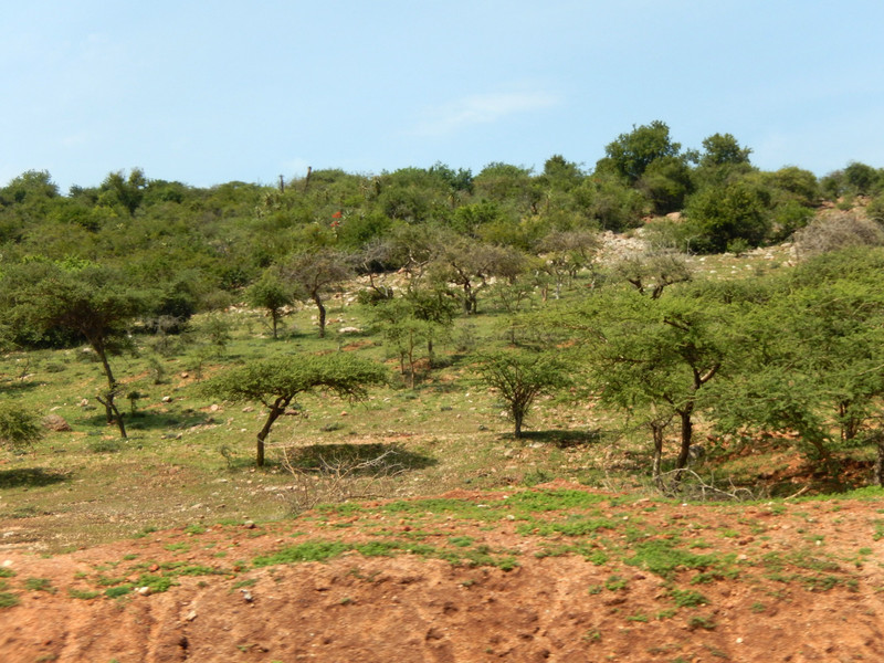 Typical landscape of acacia trees in the Mara