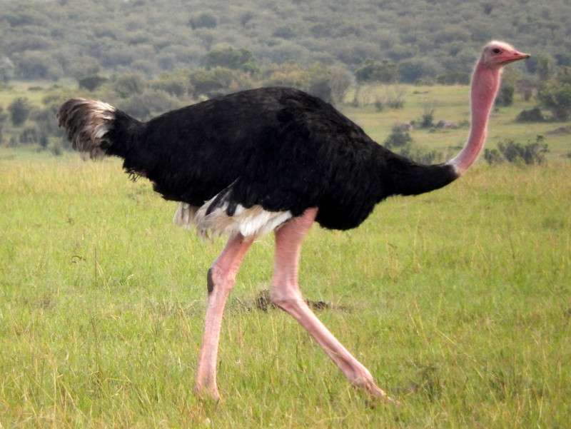 Ostrich (male)