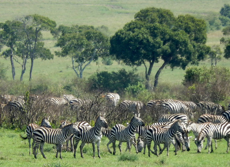 Zebras galore