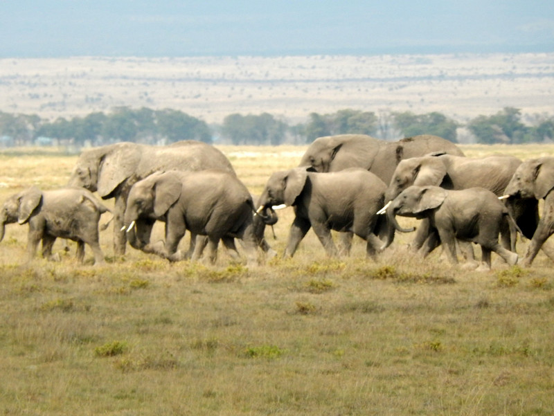 A herd (or, more correctly, a parade) of Elephants