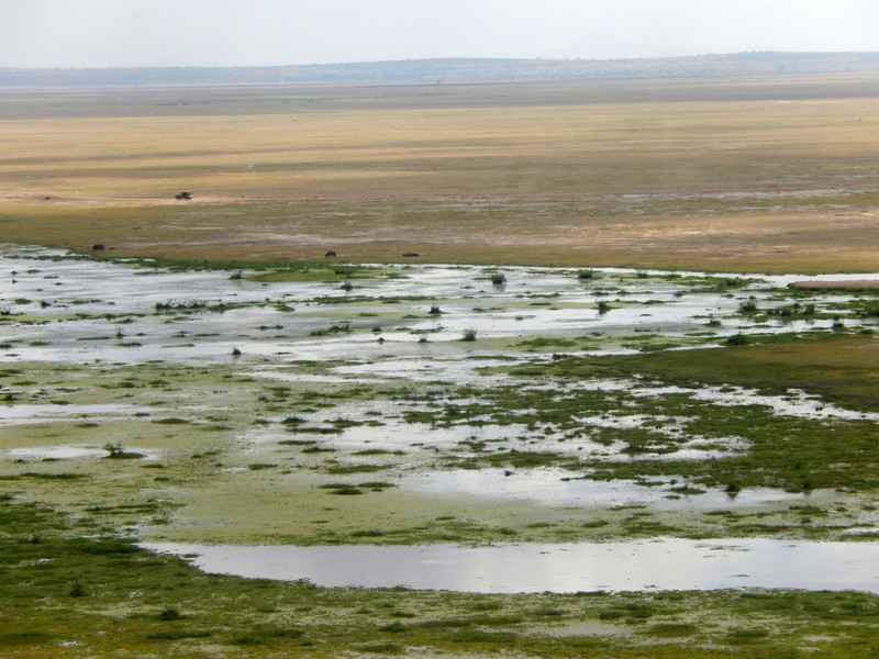 The swampy terrain at Amboseli
