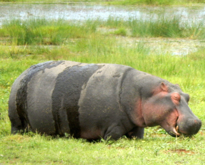Hippo sloshing around
