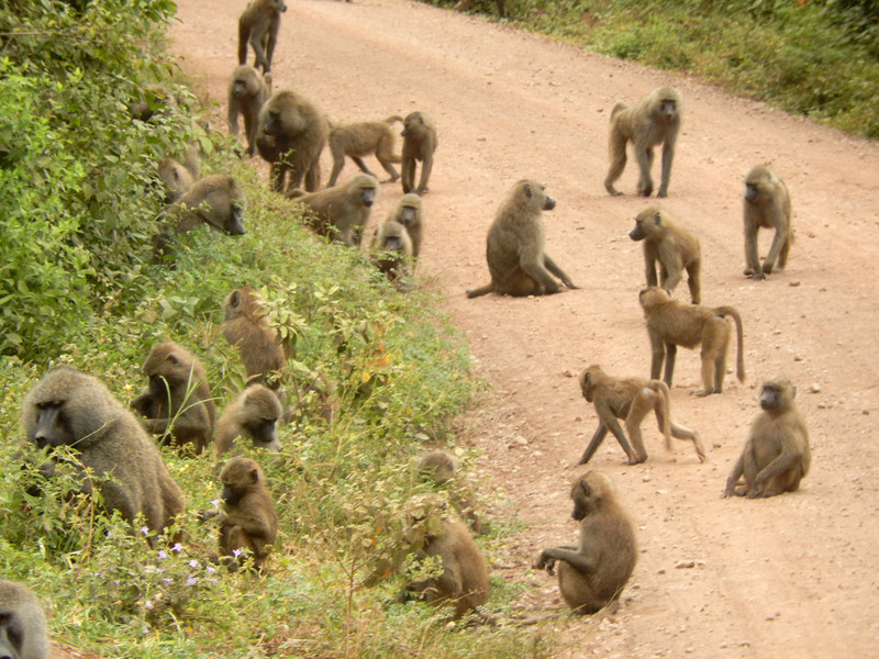 Olive Baboons on the road at Lake Manyara