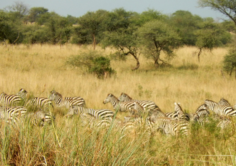 Small section of a kilometre long column of zebras