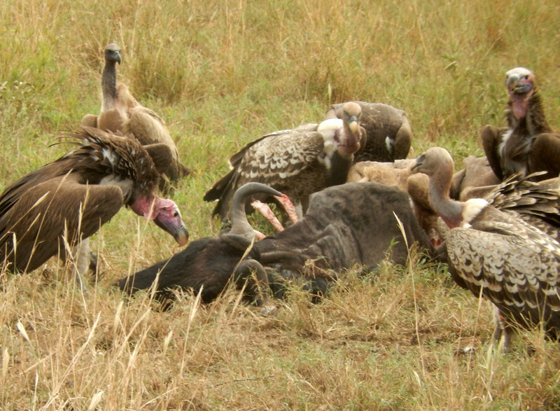 Vultures fighting over a buffalo carcass at Serengeti ...