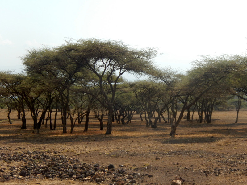 This is a little more attractive with the acacia trees