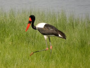 Saddle-billed Stork