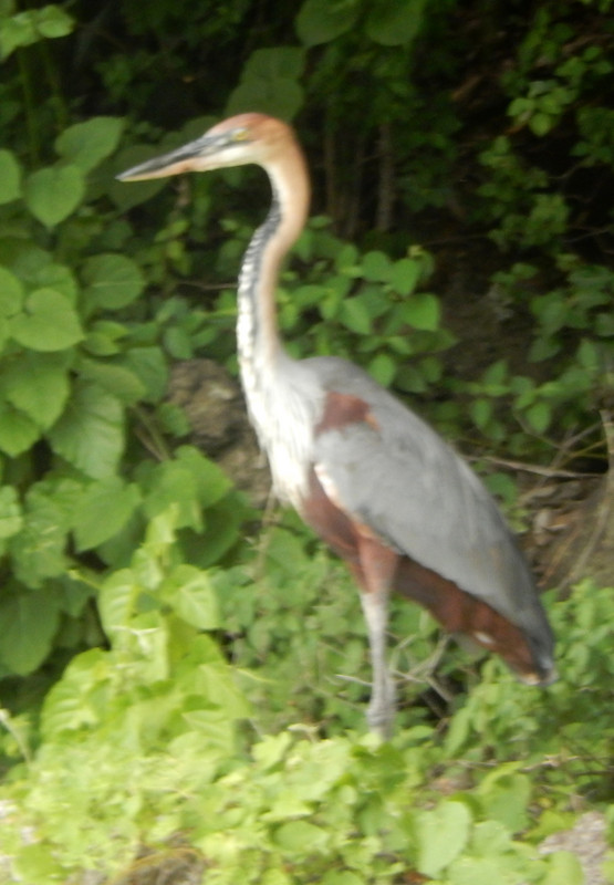 Birdlife on Lake Chamo