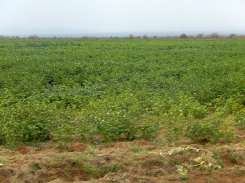 Thriving cotton plantations on one side of the road ...