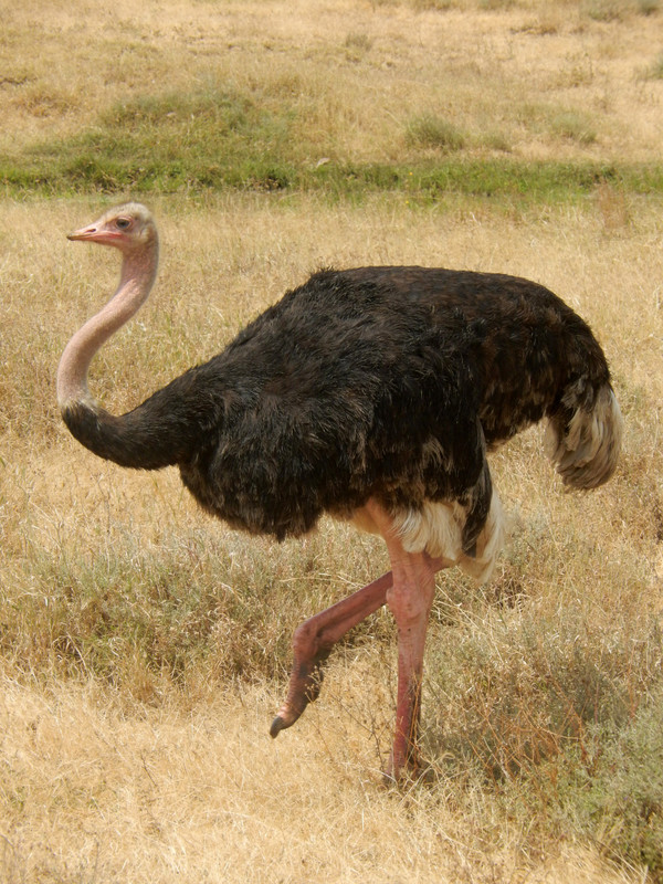 Ostrich (male)