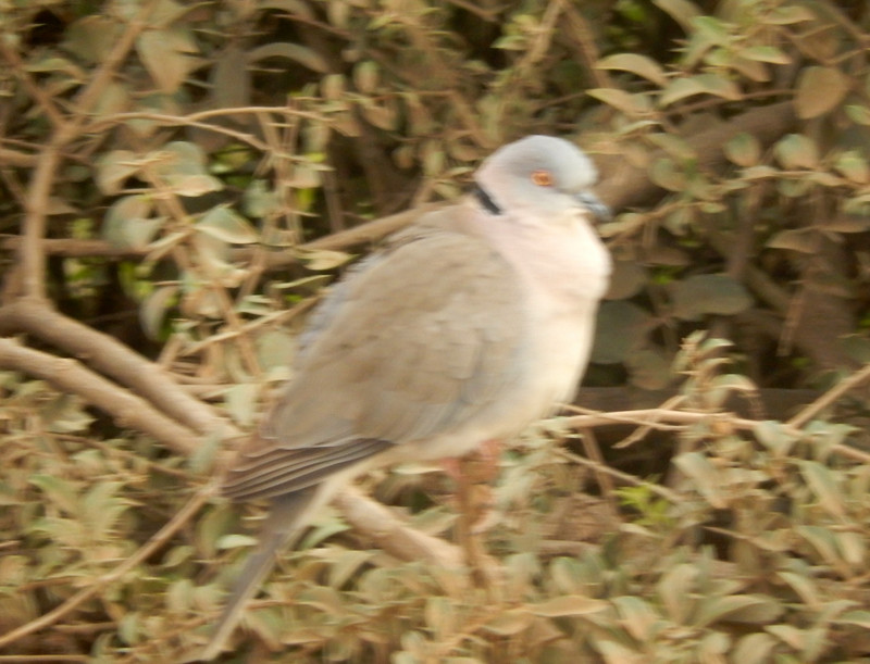 Dove, Red-necked