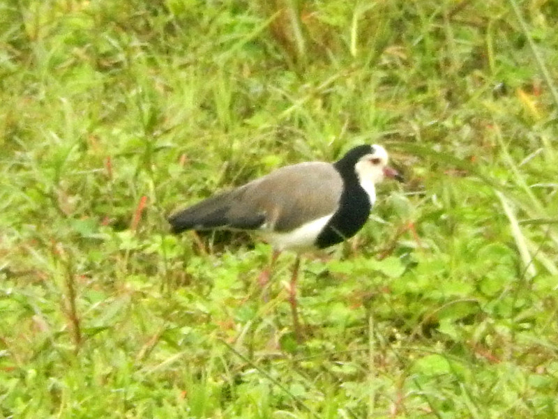 Lapwing, Long-toed