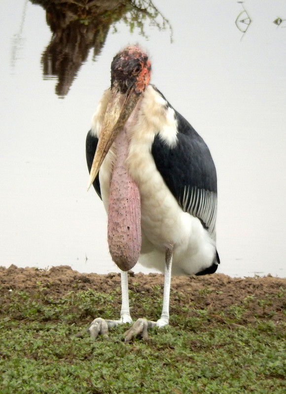 Stork, Maribou