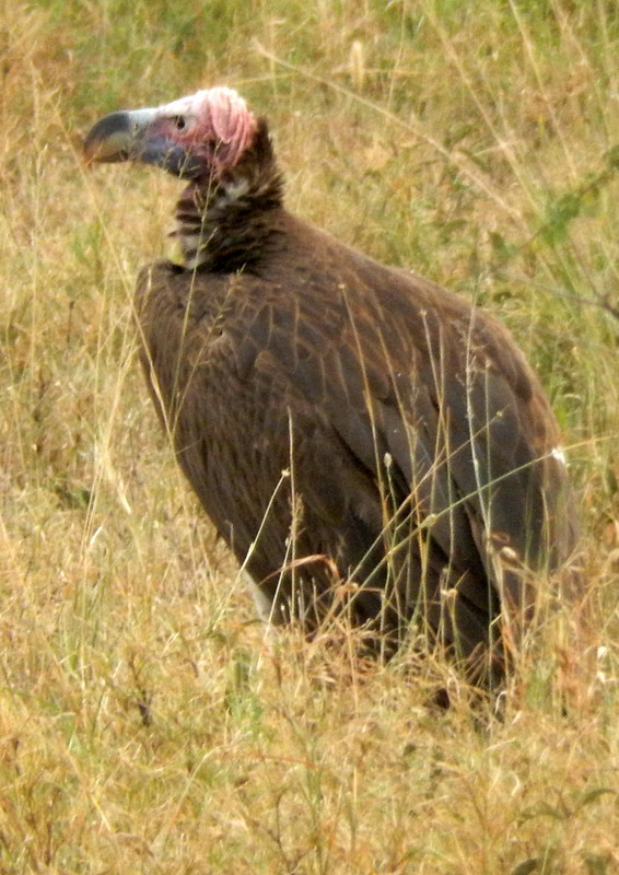 Vulture, Nabian