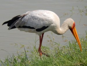 Stork, Yellow-billed