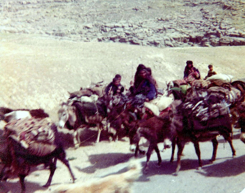 Nomad donkey train in the desert