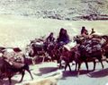 Nomad donkey train in the desert