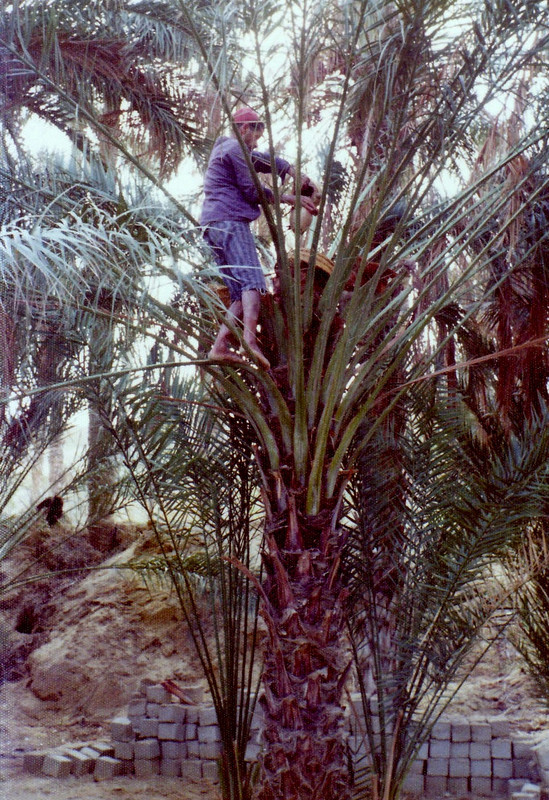 Collecting date juice from the palm trees