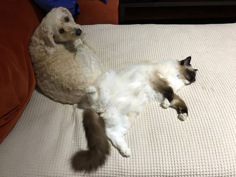 Our 15 year old ragdoll cat rules the roost with poor old Charley