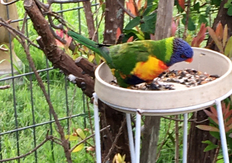 Rainbow lorikeet, typical of the birdlife that frequents our region