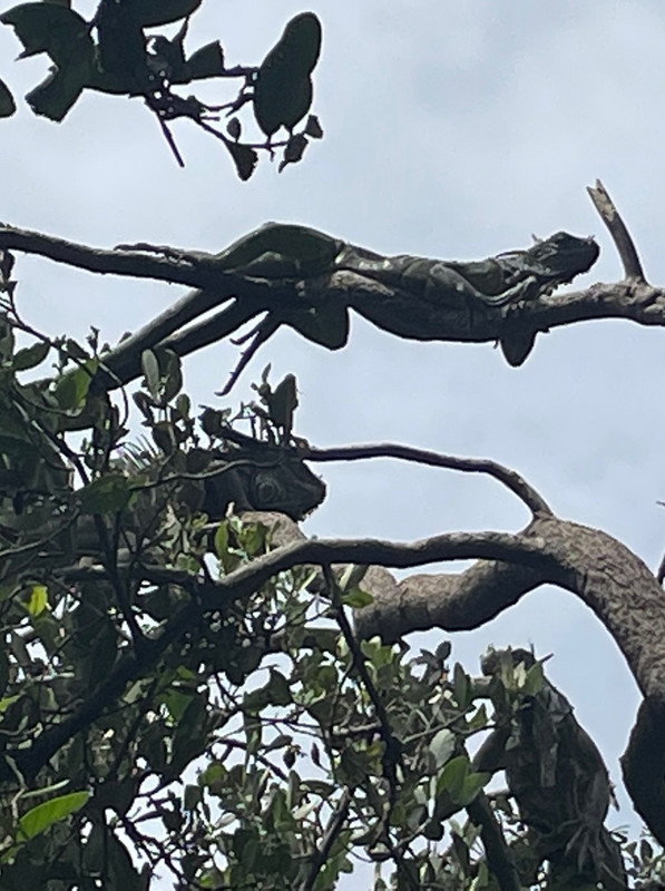 Three iguanas
