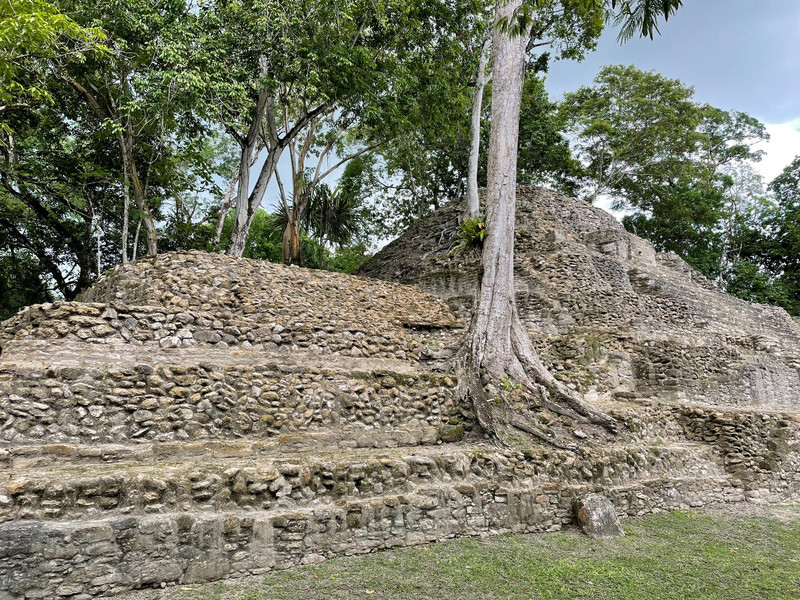 Embedded tree at Cahal Pech