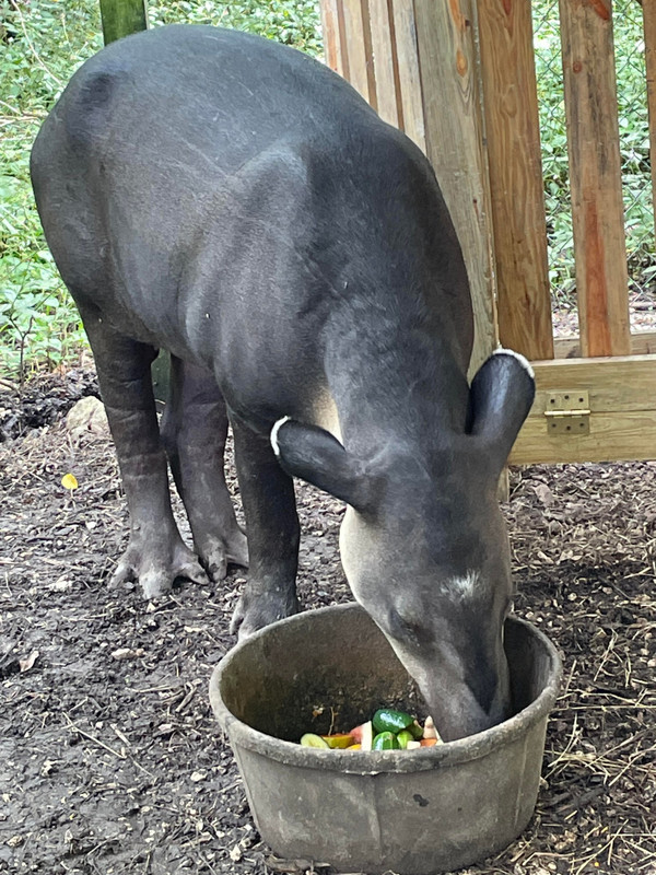 Tapir at dinner