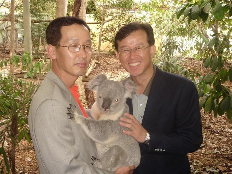 Koala and new friends