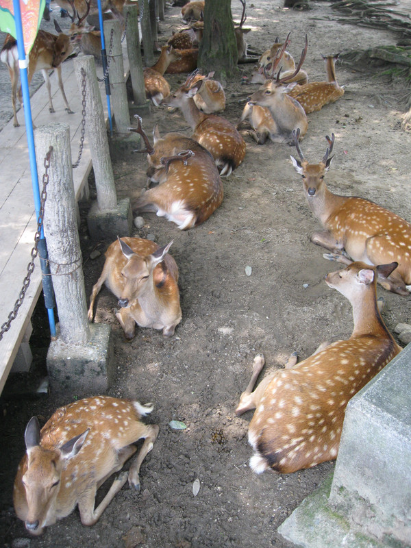 Called 'Nara Deer Park' for a reason