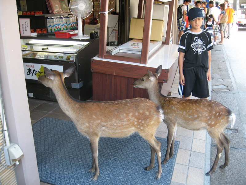 Purchases were very 'deer' in this shop!