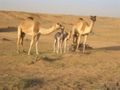 Camels in all sizes