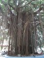 Impressive banyan tree