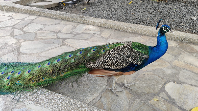 Peacock outside the Manhyia Palace