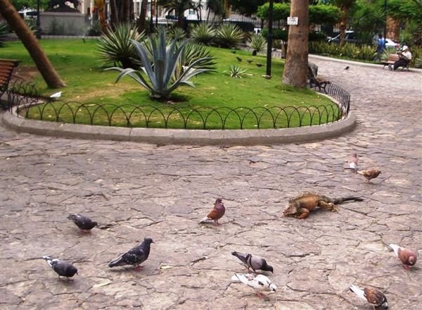 Iguanas roaming in Parque Seminaria