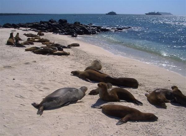 No shortage of Sea Lions on this beach in Mosquera