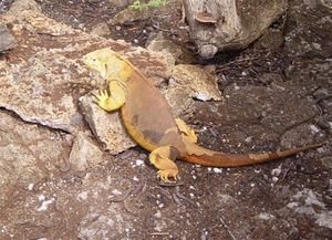 Land Iguanas - similar to Marine but lighter colour