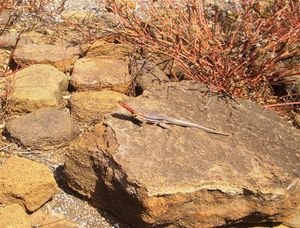 The Lava Lizard - similar, but much smaller
