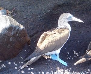 The blue-footed Booby
