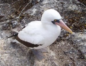Nazca (or masked) Booby