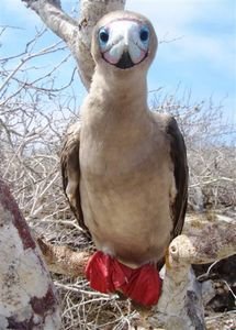 Surprise, surprise - the red-footed Booby
