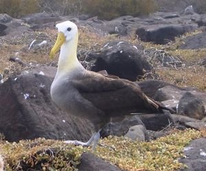 The Waved Albatross