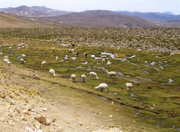 Llamas & alpacas grazing on the boggy terrain of the altiplano