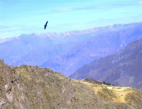 A condor at full flight over the Canyon