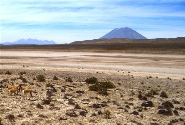 Vicunas grazing (bottom left) under the gaze of El Misti