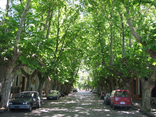 A pretty tree-lined street