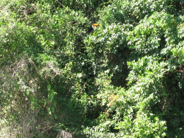 Can you see the orange bit here? That's a toucan's beak.