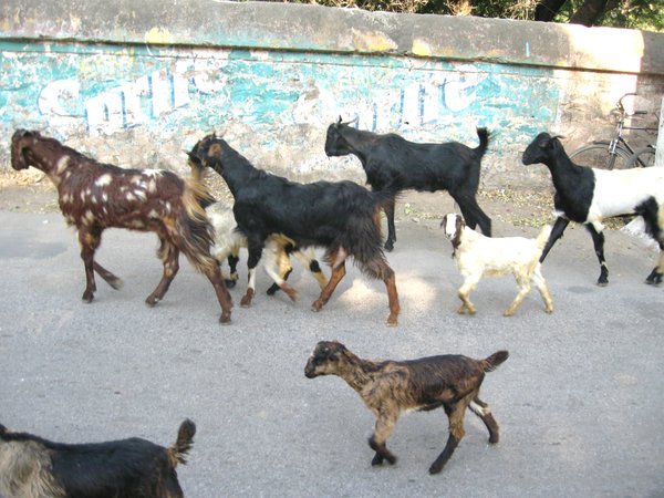 ... sometimes competing against the goats!